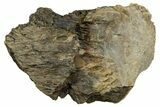 Fossil Tyrannosaur (T rex) Vertebra Section - Wyoming #350471-1